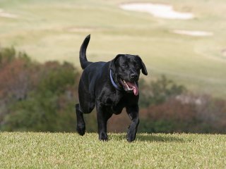 Labrador Retriever