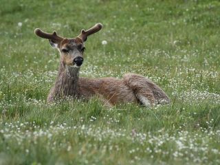 California Deer