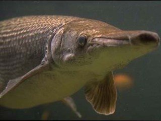 Alligator Gar