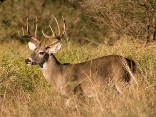 Whitetail Deer