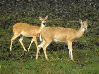 Whitetail Doe