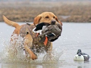 dog-with-bird