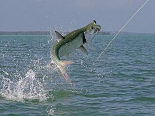 tarpon