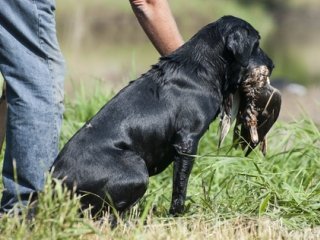 duck-hunting-dog