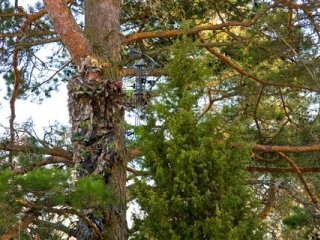 bowhunter-in-tree