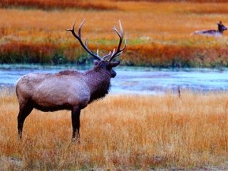 Mule Deer