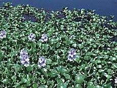 water hyacinth