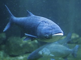 Asian Carp