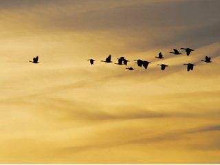 Sunrise Geese