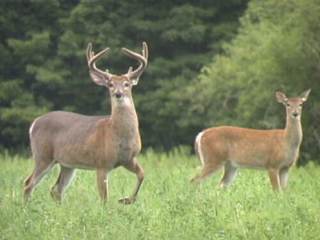 White Tail Deer