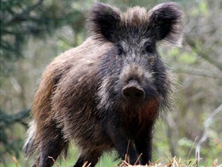 Boars in Berlin