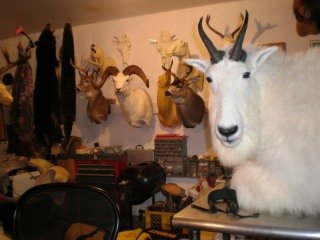 Taxidermy Shop