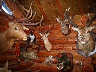 Taxidermy Customer