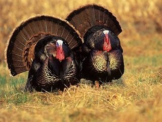 The Washington Sate “Mini-Slam”