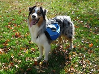 Gear Up: Ruff Wear Approach Dog Pack