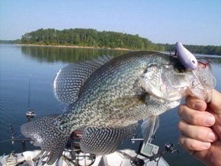 file_167459_0_crappie