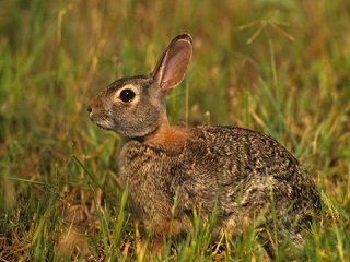 cottontail