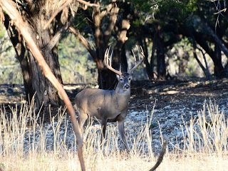 trophy buck