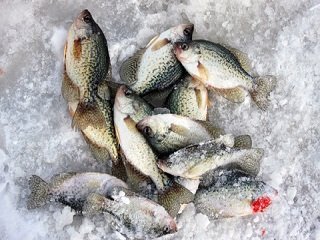 crappie ice