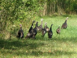 turkey flock