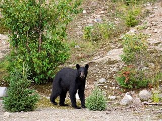 black bear