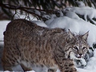 bobcat