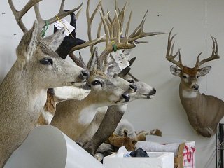 taxidermy