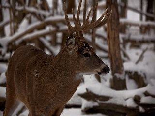 Nature Photography