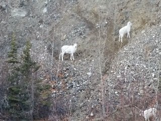 OCT6dall sheep