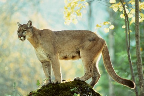 cougar (506x339)