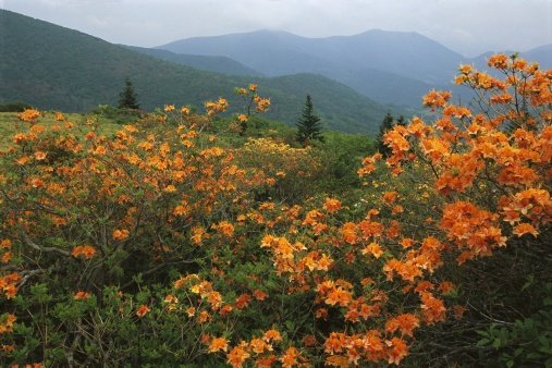 Appalachian Trail (507x338)