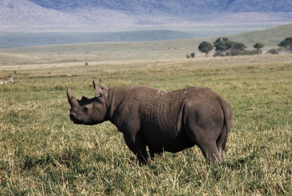 Black rhinoceros or hook-lipped rhinoceros