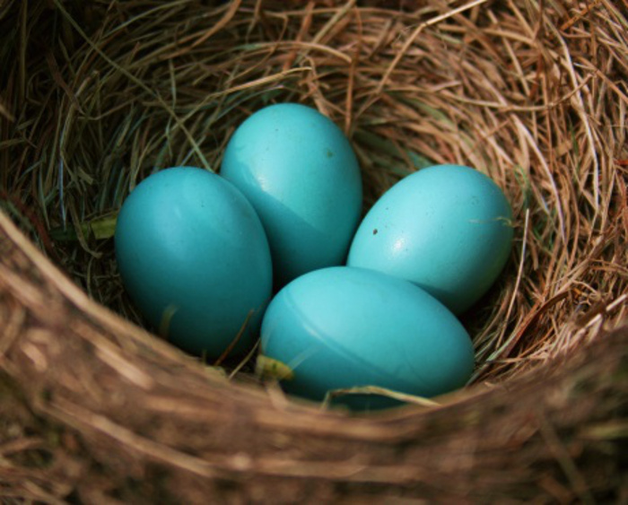 robin eggs (461x371)