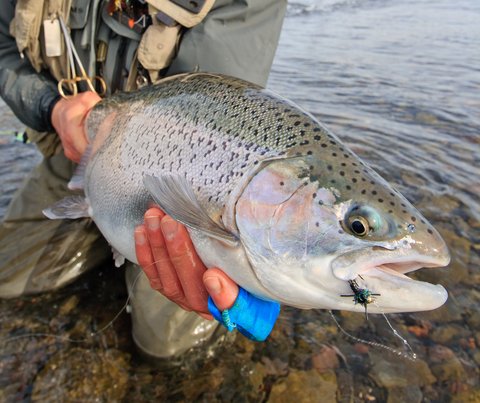 How to Catch a Monster Trout