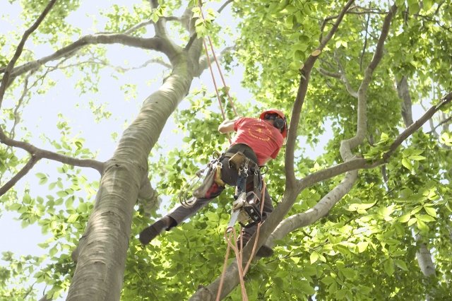 arborist