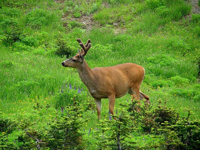 blacktail deer