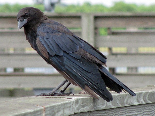 crow