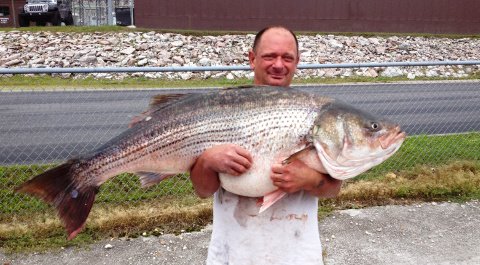 striped_bass_2015_dillman