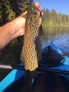 brown trout