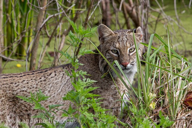 bobcat