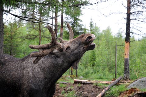 elk