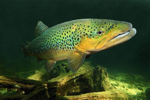 trout