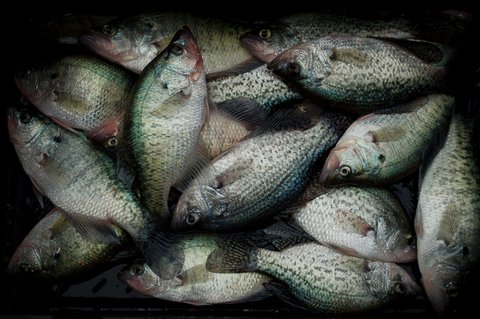 crappie-2