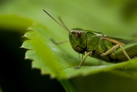 grasshopper