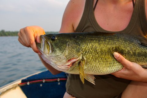 largemouth bass