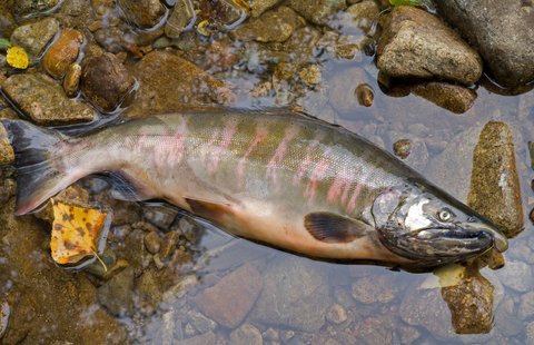 salmon dead