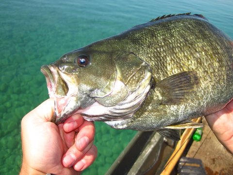 smallmouth bass