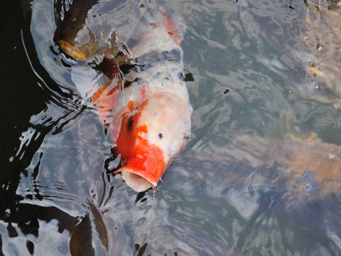 carp fish