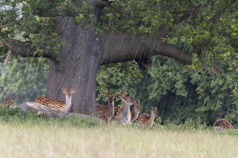 deer in rain