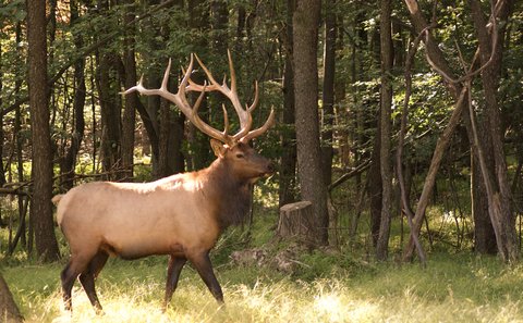 elk bull